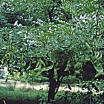 Acacia de 3 espinas 'inermis' - acacia negra 'inermis' - Gleditsia triacanthos 'inermis' 