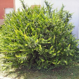 Grevillea Canberra Gem - Grevillea Canberra Gem