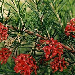 Grevillea Canberra Gem - Grevillea Canberra Gem