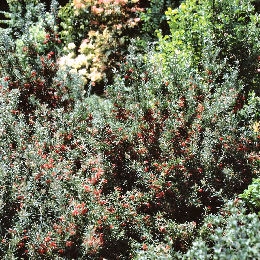 Grevillea con hojas de romero 'Jenkinsii' - Grevillea rosmarinifolia Jenkinsii