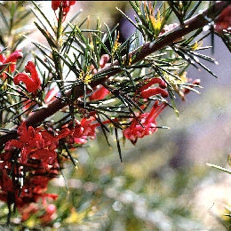 Grevillea con hojas de romero 'Jenkinsii' - Grevillea rosmarinifolia Jenkinsii