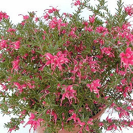 Grevillea con hojas de romero 'Jenkinsii' - Grevillea rosmarinifolia Jenkinsii