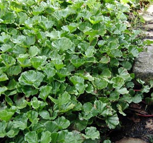 Gunnere de Magellan, Nalca enana - Gunnera magellanica