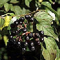 Cornejo rojo