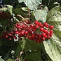Mundillo