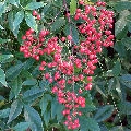 Nandina