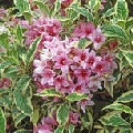 Vegelia Variegata