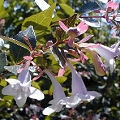 Abelia grandiflora