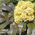 Mahonia