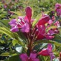 Weigelia Bristol Ruby