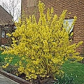 Forsythia