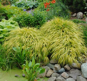 Hierba de Jap�n 'All gold' - Hakonechloa macra 'All gold'