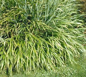 Hakonechloa macra - Hakonechloa macra