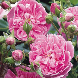 Rosal Harlow Carr (Aushouse)