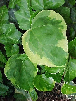 Hiedra de Colchide 'Dentata Variegata' - Hedera colchica Dentata Variegata