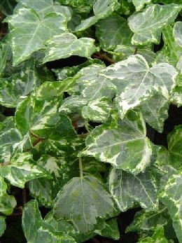 Hiedra Elegantissima o yedra Elegantissima - Hedera helix Elegantissima Hiedra Elegantissima o yedra Elegantissima - Hedera helix Elegantissima