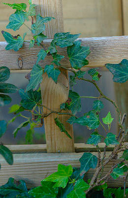 Hiedra comun 'Green ripple' - Hedera helix 'Green Ripple'