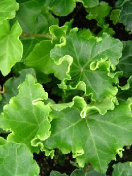 Hiedra 'Parsley Crested' - yedra 'Parsley Crested'  - Hedera helix 'Parsley Crested' 