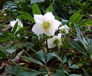 Rose de No�l - Helleborus niger
