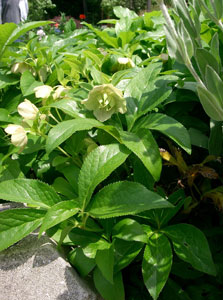 Rosa de Navidad de Oriente - Helleborus orientalis