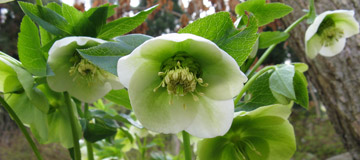 Rosa de Navidad de Oriente - Helleborus orientalis - Floraci�n