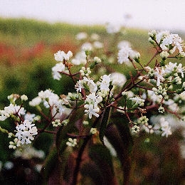 Flor de siete hijos - Heptacodium jasminoïdes - heptacodium miconioides