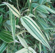 Thamnocalamus tesselatus