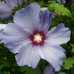 Altea 'Oiseau bleu' - Hibiscus syriacus 'Oiseau bleu' o althea frutex 'Oiseau bleu'