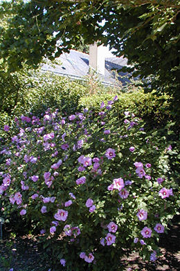 Altea - rosa de Siria - Hibiscus syriacus - althea frutex 