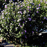 Altea - rosa de Siria - Hibiscus syriacus - althea frutex 