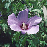 Altea - rosa de Siria - Hibiscus syriacus - althea frutex 