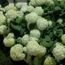 Hortensia de Virginia 'Annabelle'  - Hydrangea arborescens 'Annabelle'