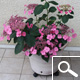 Hortensia 'Mousm�e' - Hydrangea macrophylla 'Mousm�e'