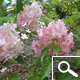 Hortensia de pan�culas 'Vanille Fraise&reg;' - Hydrangea paniculata 'Vanille Fraise&reg;'