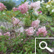 Hortensia de pan�culas 'Vanille Fraise&reg;' - Hydrangea paniculata 'Vanille Fraise&reg;'