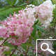Hortensia de pan�culas 'Vanille Fraise&reg;' - Hydrangea paniculata 'Vanille Fraise&reg;'