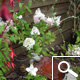 Hortensia de pan�culas 'Vanille Fraise&reg;' - Hydrangea paniculata 'Vanille Fraise&reg;'