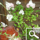 Hortensia de pan�culas 'Vanille Fraise&reg;' - Hydrangea paniculata 'Vanille Fraise&reg;'