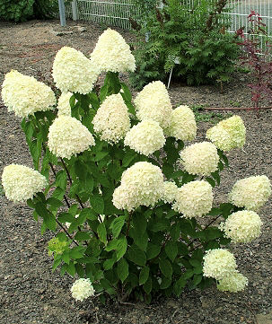 Hortensia de pan�culas �Limelight�
