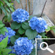 Hortensia 'Adria' - Hydrangea macrophylla 'Adria'