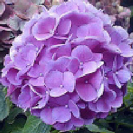 Hortensia 'Renata Blue' - Hydrangea macrophylla 'Renata Blue'