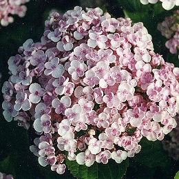 Hortensia lila
