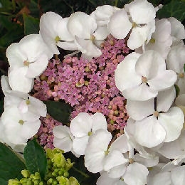 Hortensia 'Libelle' - Hydrangea macrophylla 'Libelle'