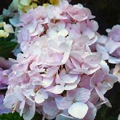 Hortensia 'Marie Claire' - Hydrangea macrophylla 'Marie Claire'