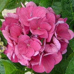 Hortensia 'Merveille Sanguine' - Hydrangea macrophylla 'Merveille Sanguine' 