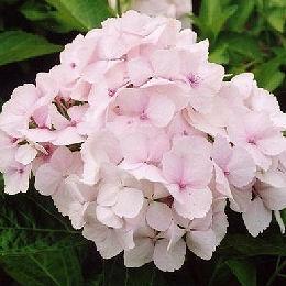 Hortensia 'Mme Emile Mouill�re' - Hydrangea macrophylla 'Mme Emile Mouill�re'