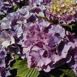 Hortensia 'Sybilla' - hortensia 'Masja' - Hydrangea macrophylla 'Sybilla'