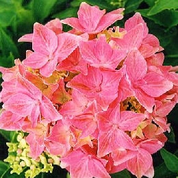 Hortensia 'Tovelit' - Hydrangea macrophylla 'Tovelit'