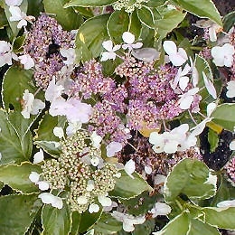 Hortensia Tricolor - Hydrangea macrophylla Tricolor