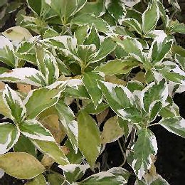 Hortensia � feuillage panach�